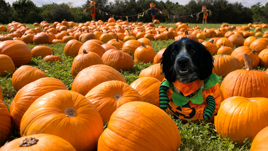 The Most Pawsome Halloween Dog Dress Up Competition Ever! Stranton Pets