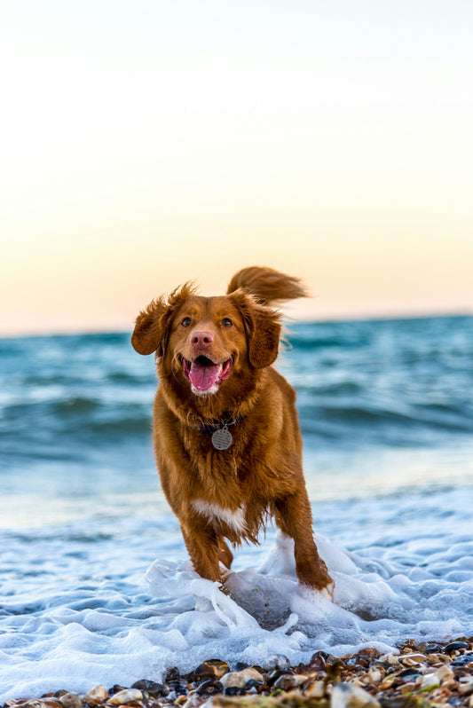 Stay Cool and Safe: Essential Summer Tips for Your Pets Using P-A-W 🐾