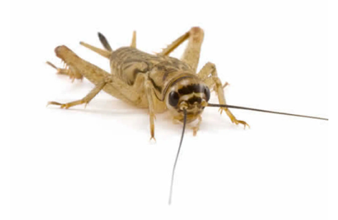 Medium Brown Crickets